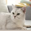 Pet Hair Removing Comb 4